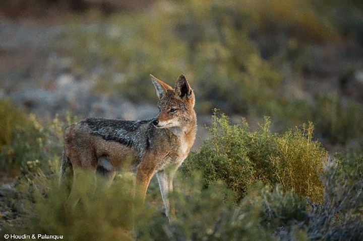I hate you, but you’re beautiful: The complex connection between jackals and Karoo farmers