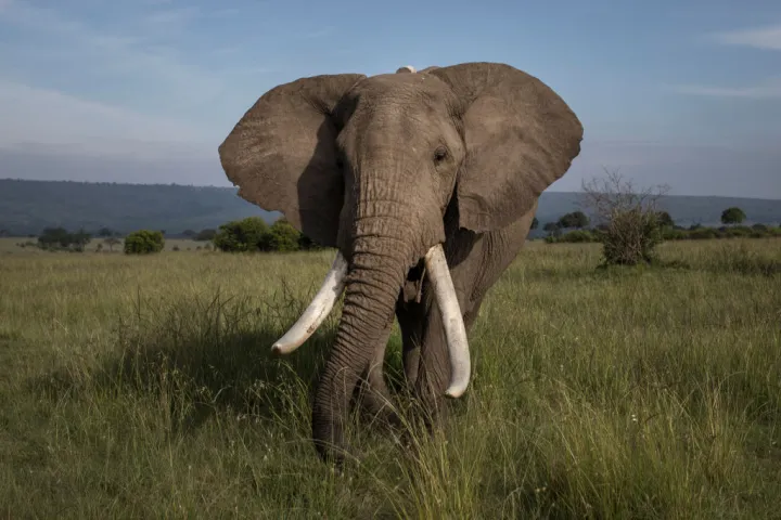 Rewilding: conservationists want to let elephants loose in Europe – here’s what could happen