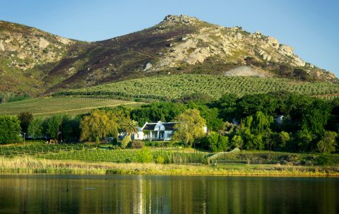 WWF programme seeks to reduce Cape wine farms’ strain on floral kingdom biodiversity