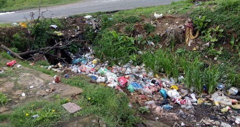 Rat attack: Infestation plagues KwaZulu-Natal community on banks of polluted stream