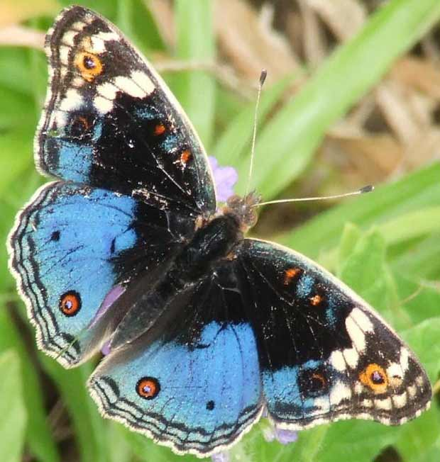 African Blue Pansy