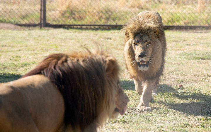 Better times for lions Tom and Samson — but South Africa’s captive breeding issue remains