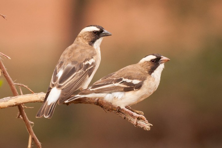 White-browed sparrow weaver’s breeding strategy helps it to survive under harsh conditions