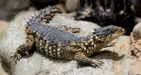 Vulnerable lizard species gets hot and bothered in rising temperatures