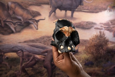 I was part of the team that found the Homo naledi child’s skull: how we did it