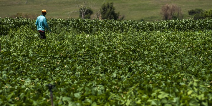 EU Green Deal presents new opportunities, threats and risks for South African agriculture