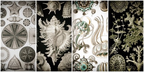 Ernst Haeckel: The zoologist whose drawings inspired Art Nouveau