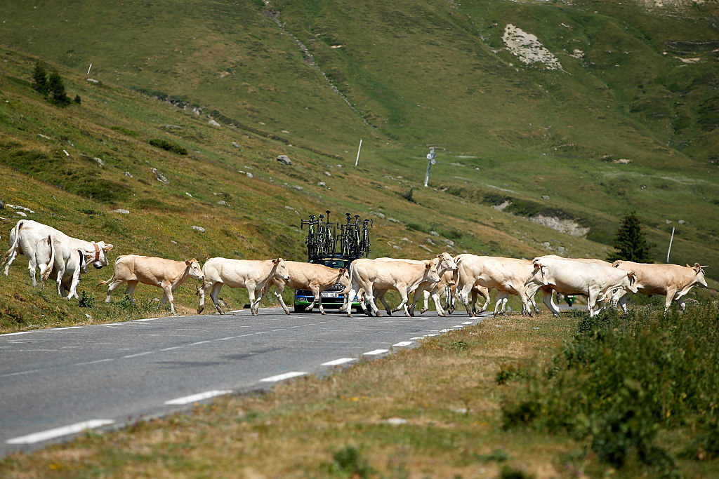 Cows and cars should not be conflated in climate change debates - Daily Maverick
