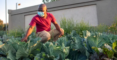 ‘Cabbage Bandit’ case withdrawn: State declines to prosecute pavement gardener