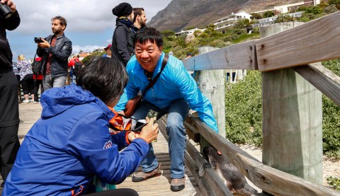 Unregulated tourist interaction with African penguins in Simon’s Town a concern for researchers