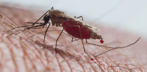 How collaboration and new drugs could beat malaria