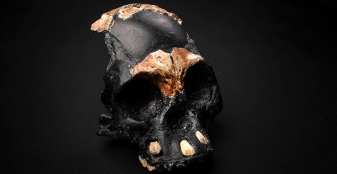 Juvenile Homo naledi skull find mystery: Did our ancient relatives bury their dead?