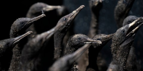 Deadly disease wreaks havoc in endangered Cape cormorant population