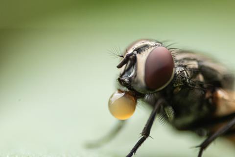Curious Kids: Do flies really throw up on your food when they land on it?