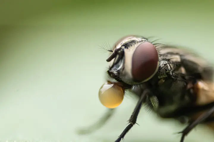 Curious Kids: Do flies really throw up on your food when they land on it?