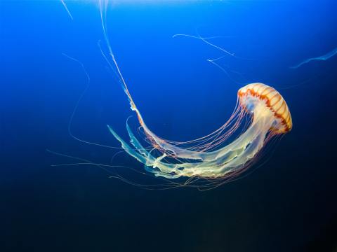 Curious Kids: How do jellyfish find their food – and how do they poop?