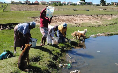 Qunu residents forced to drink from contaminated water source shared by animals