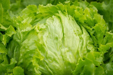 Lettuce, in from the cold