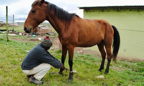 Plight of EC horse owners worsened by attacks, theft, shrinking pastures and state vet shortages