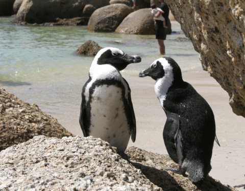 Penguins in crisis as sardine populations plummet
