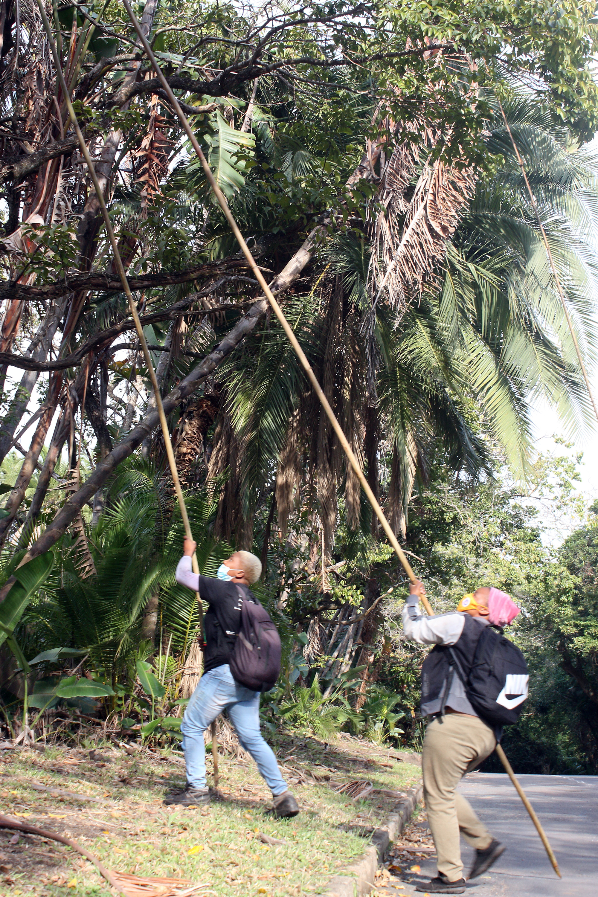 seed pickers strelitzia harvest