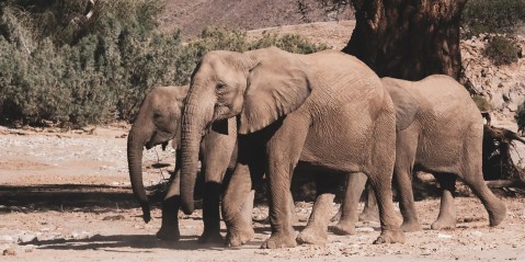 Namibia’s community wildlife conservation system has come off the rails, investigation shows