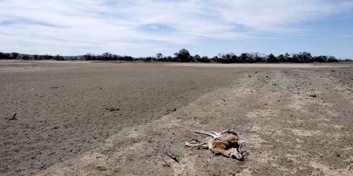 As drought ravages parts of the Karoo, life is becoming harder by the day for farmers and their livestock