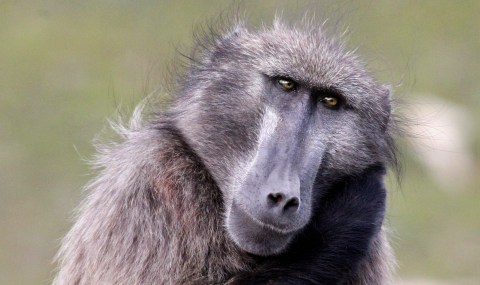SOS: Save Our Scott — the Cape Peninsula baboon
