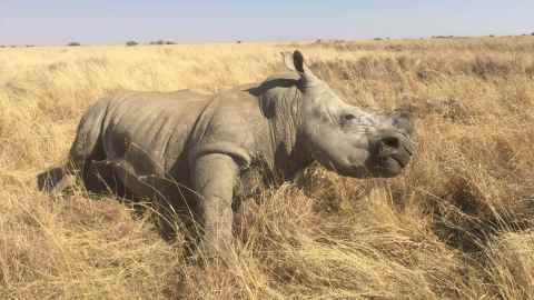 Is trouble ahead for South Africa’s private rhino breeders?
