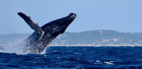 What the Shell: Why Wild Coast seismic surveys rattle the sea’s great migrating whales