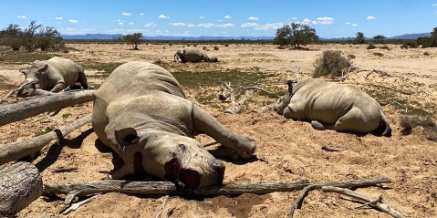 Private game reserve bemoans lack of government support after four rhinos killed