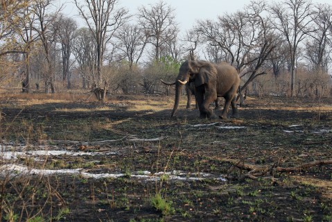 Botswana’s big problem is not elephants, but runaway bushfires