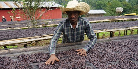 Ethiopian coffee industry under stress as geopolitical effects of war in distant Tigray start to bite