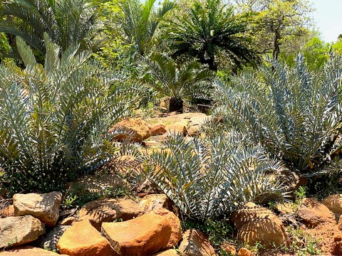‘Loved to death’: Poaching for the horticultural market threatens cycads in South Africa