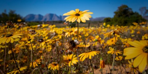 Climate crisis could kill off the Namaqualand daisy spectacle, study finds
