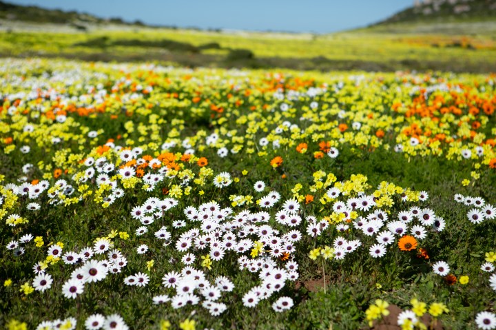 West Coast flower season blossomed with joy and an influx of tourism