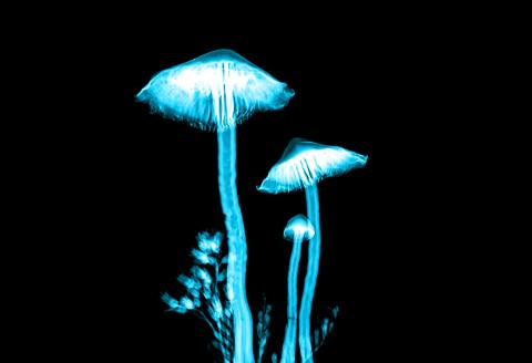 Magic mushrooms: Journeying into one’s psyche