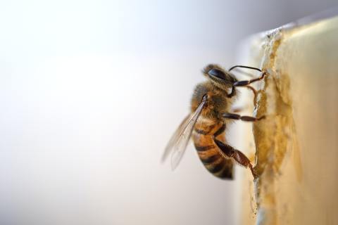Brilliant bees that waggle with intent