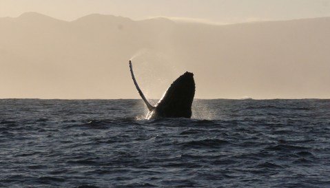 The harpoons are gone, but whales face more complex modern threats