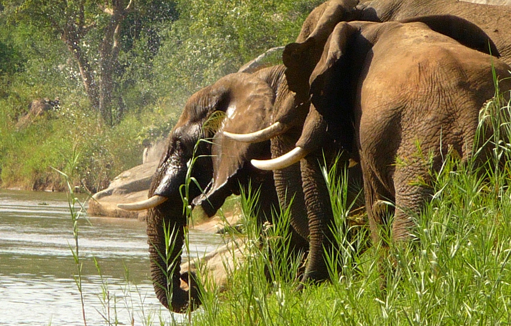 zululand river pollution ZAC elephants