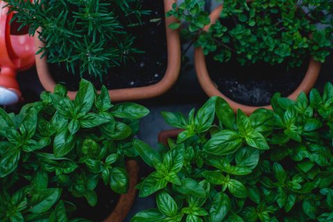 Shoots and leaves for eats: Growing a small herb garden, for beginners
