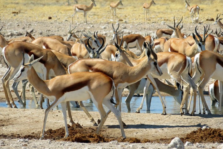 The Springbok Migrations: Thundering hooves of death, meat like a fine pȃté