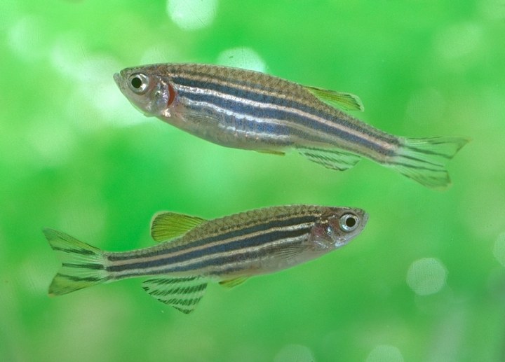 Zebrafish research reveals green rooibos tea’s anxiety-busting properties