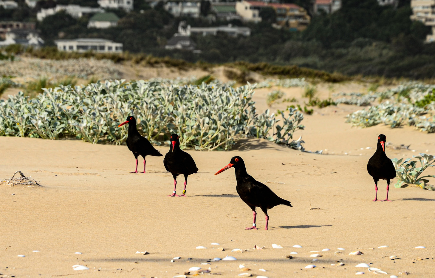 beach birds plett