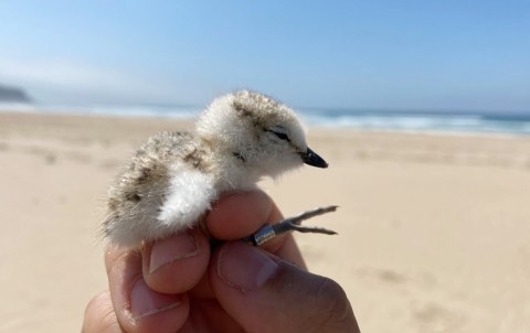 Shoring up support for Plettenberg Bay’s little beach birds
