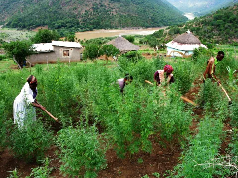 Now we’re toking: It’s an uphill battle, but South Africa’s cannabis reformation is coming, say producers