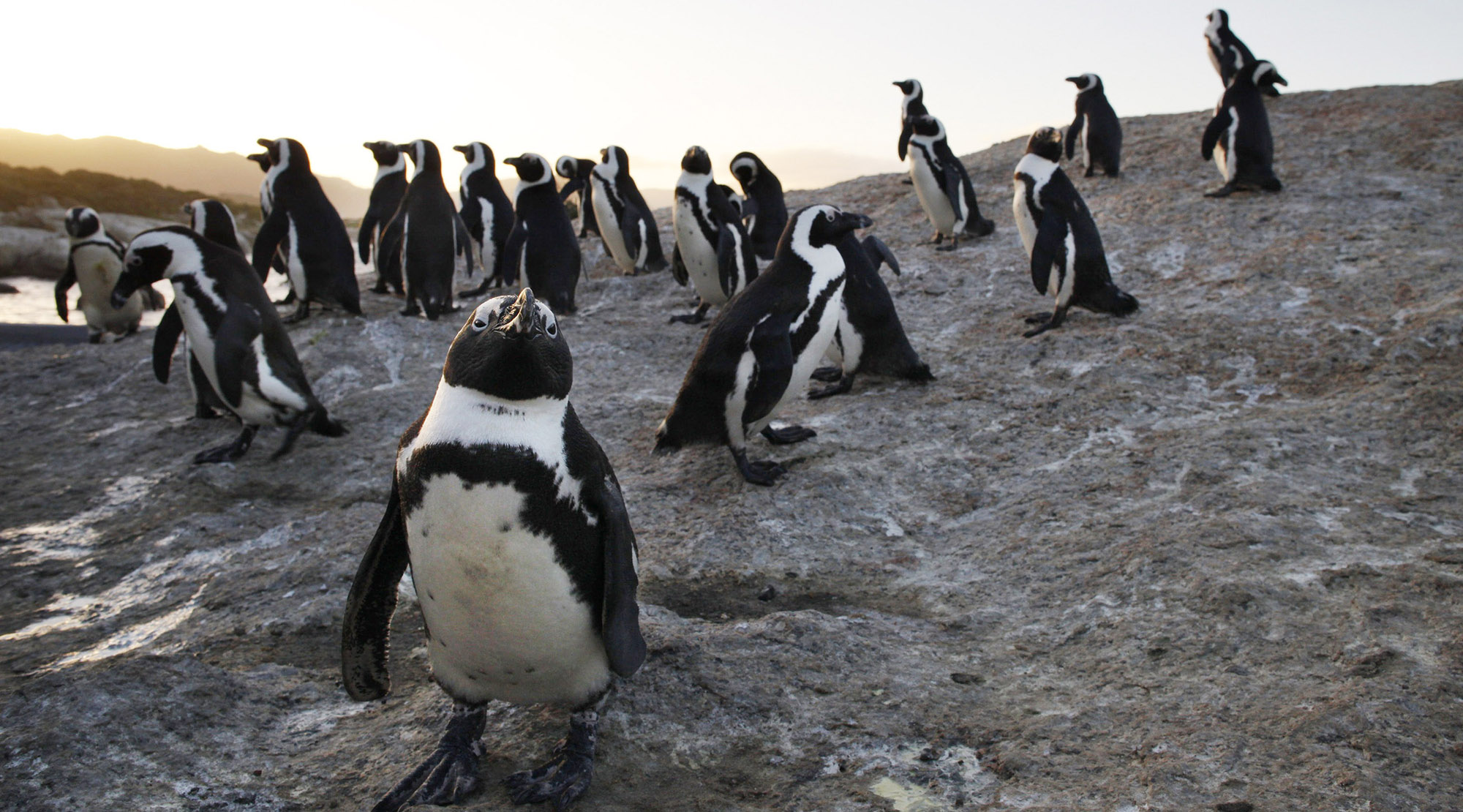 african penguins extinct