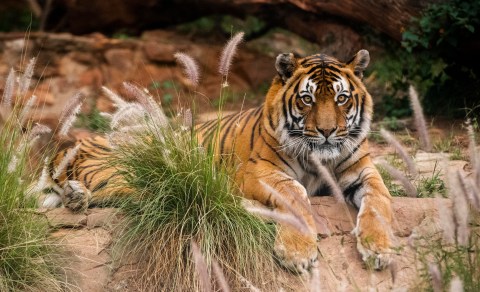 Burning bright but fading fast: Tigers illegally exported from SA as lambs for slaughter