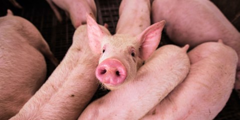 African swine fever kills more than 100 pigs in Southern Cape