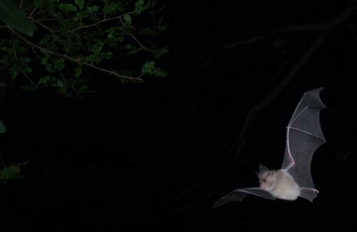 South Africa’s cave-dwelling bats need more protection – to keep people safe too